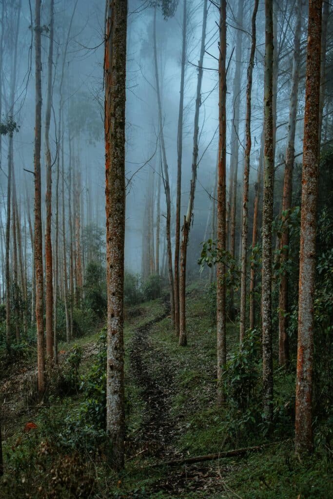 Forêt brumeuse autour de Manizales en Colombie dans la région andine
