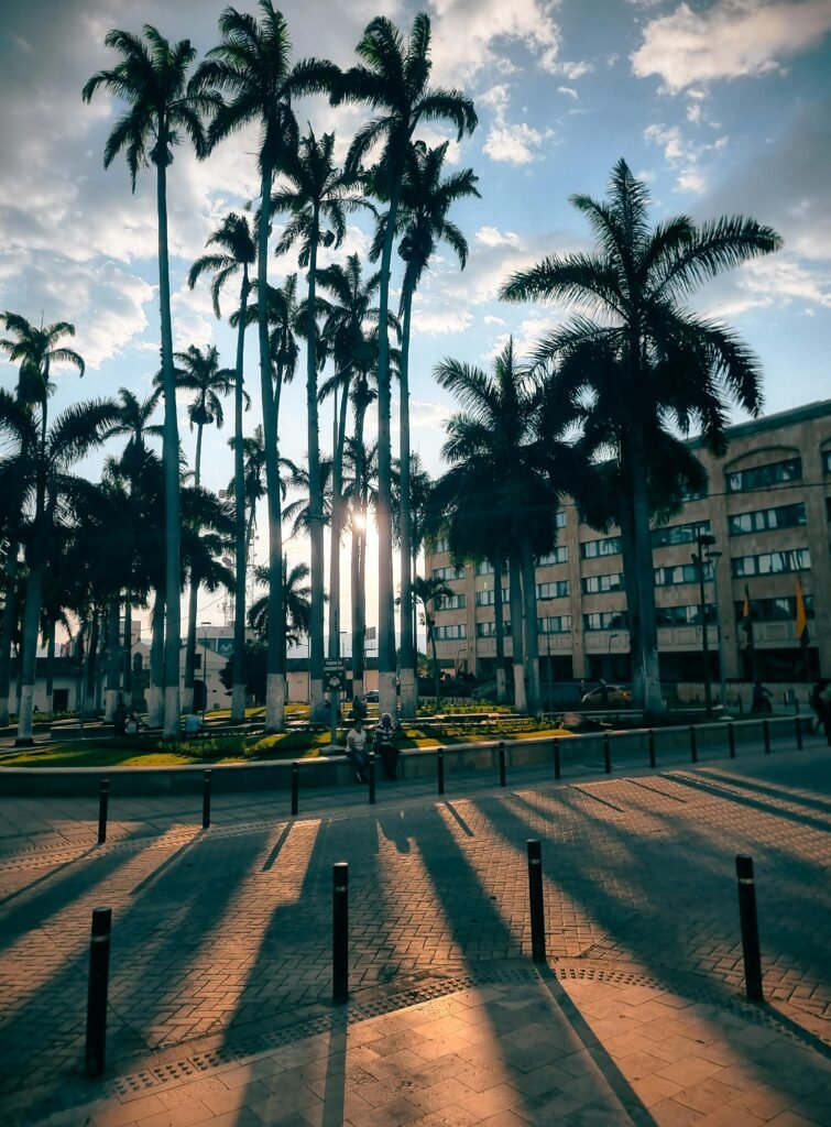 Parc urbain avec palmiers à Bucaramanga, symbole d’une ville verte et respirable en Colombie
