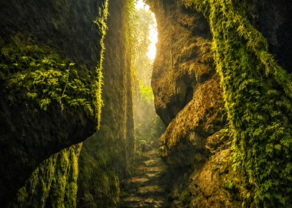 Bosques de Pandora en Colombie : un site naturel unique à Santander