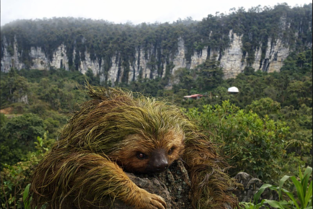 Illustration réaliste d’un paresseux accroché à un rocher aux Bosques de Pandora en Colombie, paysage karstique à Santander