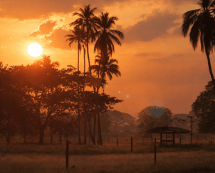 Monteria Colombie paysage tropical coucher de soleil palmiers