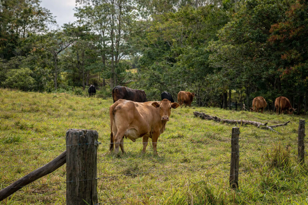 elevage Monteria Colombie vaches culture ganadera