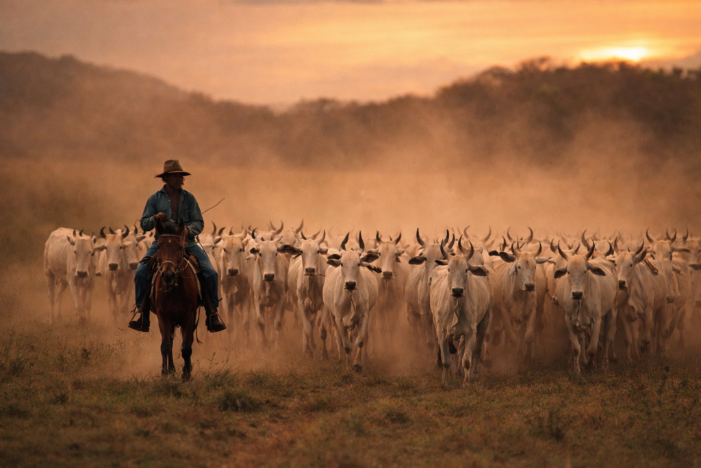 llanero à cheval guidant un troupeau de bovins dans les llanos près de villavicencio en colombie
