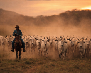 llanero à cheval guidant un troupeau de bovins dans les llanos près de villavicencio en colombie