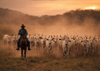 Villavicencio Colombie : faut-il visiter la porte des Llanos ?