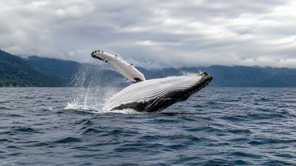 baleine a bosse dans le pacifique colombien près de Buenaventura