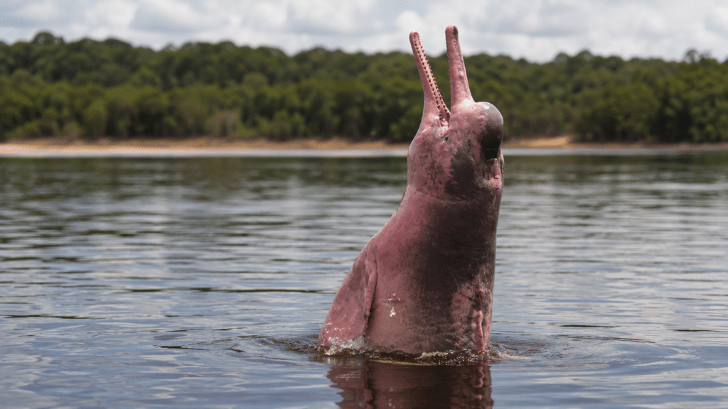 dauphin rose dans le fleuve amazone près de Leticia en Colombie