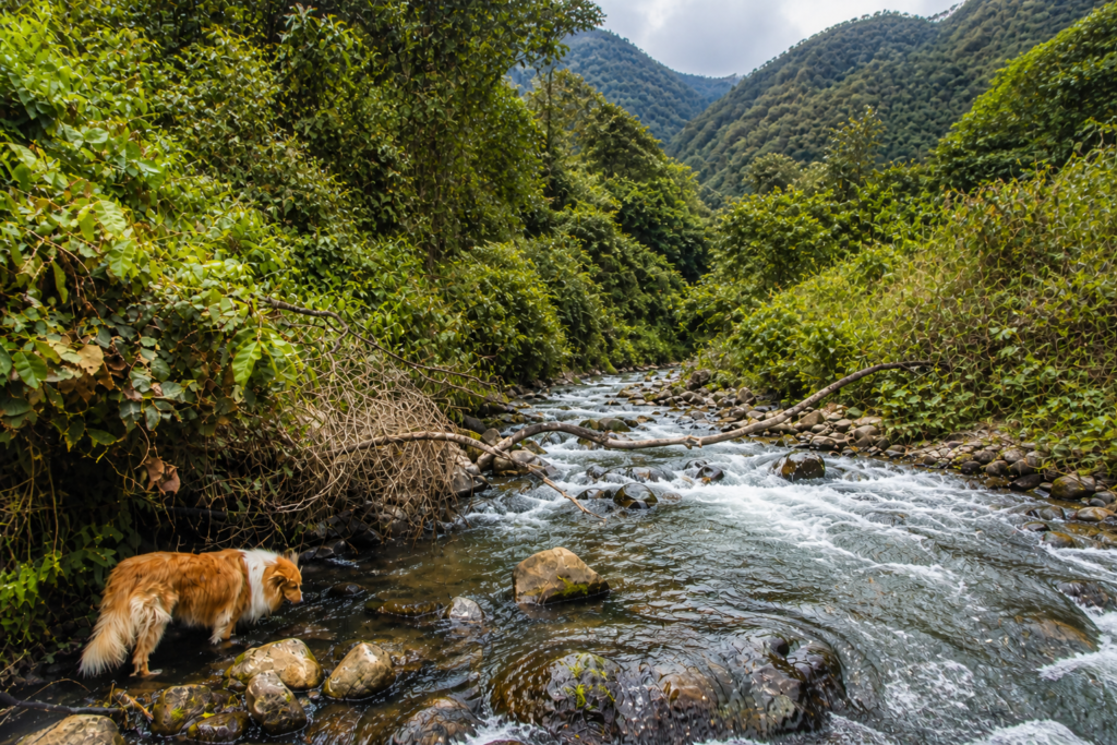 paysage du canon del combeima en colombie avec falaises rocheuses et vegetation dense